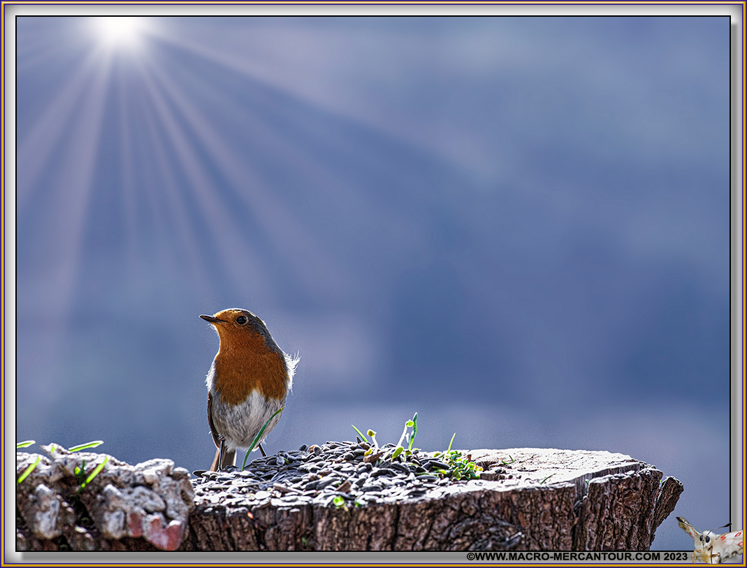 Rouge-Gorge